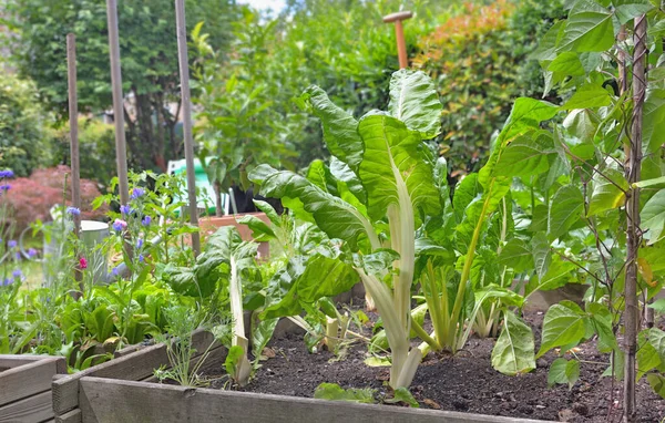 Daun Kebun Tumbuh Kebun Sayur Kecil Rumah — Stok Foto