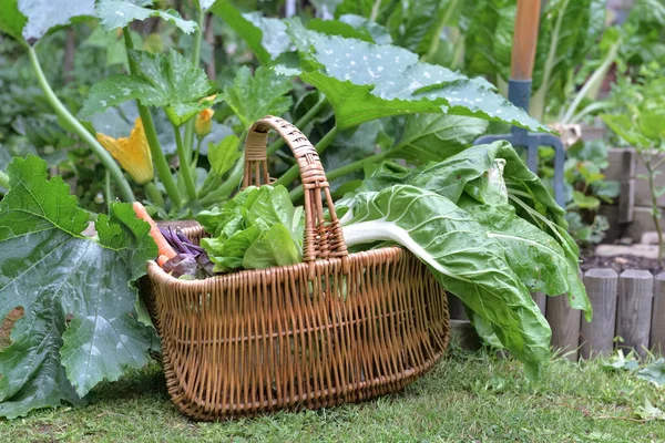 Daun Kebun Dan Selada Dalam Keranjang Wicker Diletakkan Tanah Kebun — Stok Foto