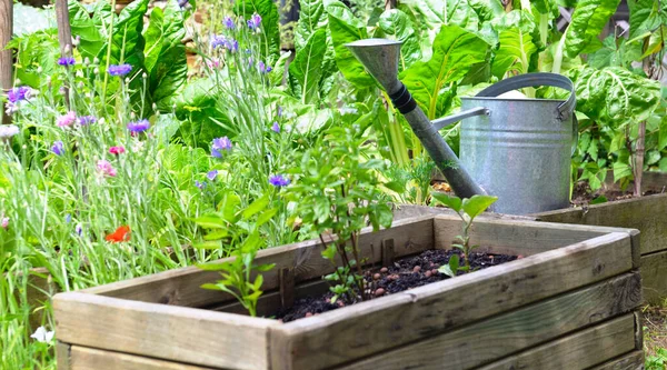 Kaleng Air Logam Kebun Sayuran Dengan Wadah Kayu — Stok Foto