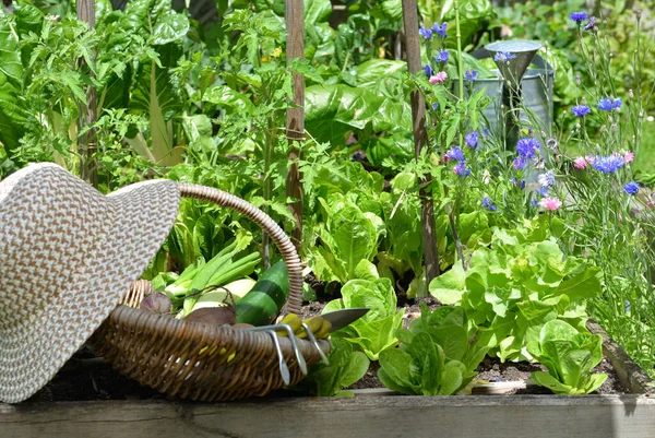 Frisches Gemüse Einem Weidenkorb Mit Hut Inmitten Der Blätter Des — Stockfoto