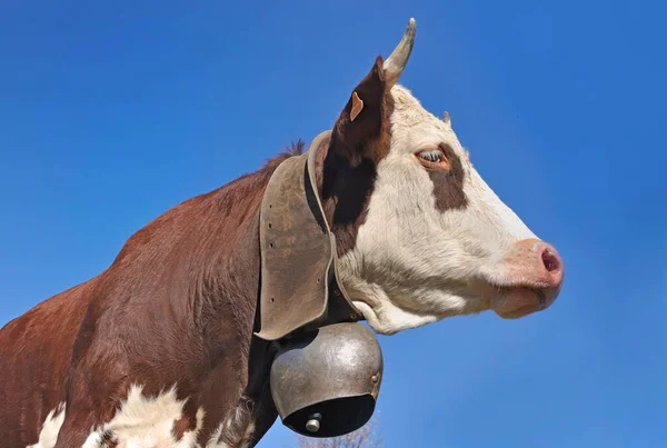 Rosto Vaca Marrom Branca Alpina Vestindo Sino Fundo Céu Azul — Fotografia de Stock