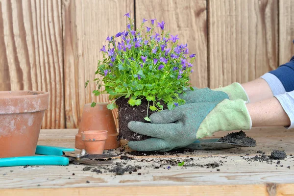 Manos Enguantadas Una Mujer Sosteniendo Una Planta Con Terrón Para — Foto de Stock