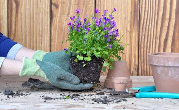 Ręce Rękawiczki Kobiety Trzymającej Roślinę Jej Klockiem Repotting — Zdjęcie stockowe