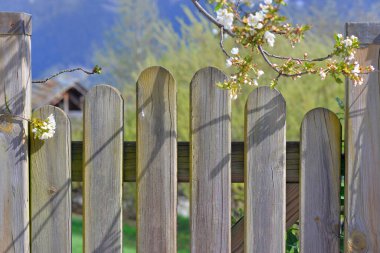 Baharda çiçek açan ağaç dalları olan bir kır bahçesinin ahşap kapısına. 