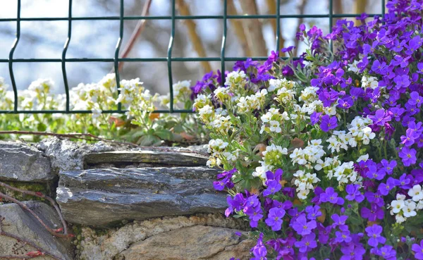 Close Arbusto Bonito Flores Sino Roxo Florescendo Uma Parede Rochosa — Fotografia de Stock