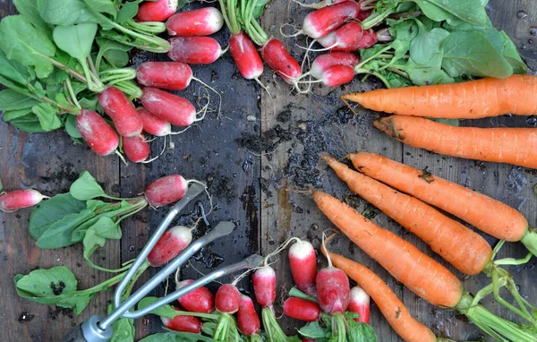 Top View Organic Dirty Carrots Radishes Freshly Harvested Garden Put — Stock Photo, Image