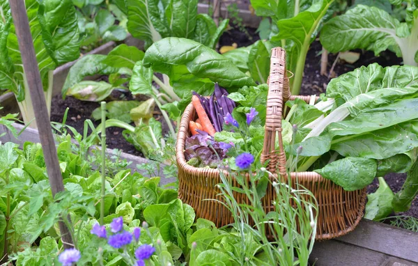 Sayuran Segar Dalam Keranjang Wicker Kebun Sayur Kecil — Stok Foto