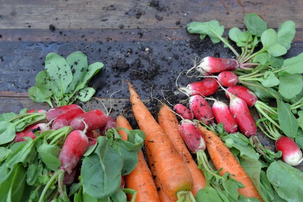 Organic Dirty Carrots Radishes Freshly Harvested Garden Put Plank — Stock Photo, Image
