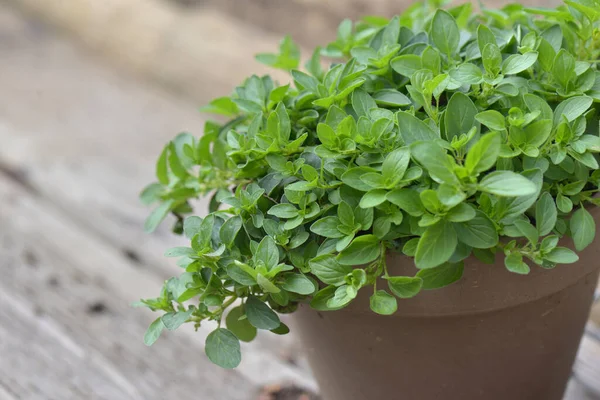 Close Leaf Oregano Plant Growing Flower Pot Wooden Background — Stock Photo, Image