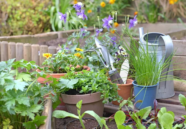 Bibit Sayuran Dan Tanaman Aromatik Dengan Peralatan Berkebun Kebun — Stok Foto