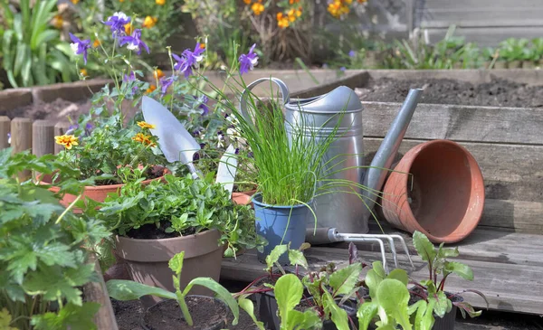Bibit Sayuran Dan Tanaman Aromatik Dengan Peralatan Berkebun Kebun — Stok Foto