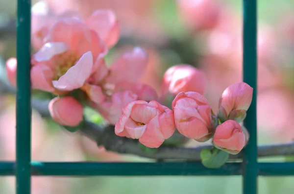 Blízko Růžové Květy Okrasného Keře Quince Kvetoucí Větvi Rostoucí Přes — Stock fotografie