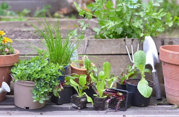 Mudas Vegetais Planta Aromática Com Equipamento Jardinagem Uma Prancha Jardim — Fotografia de Stock