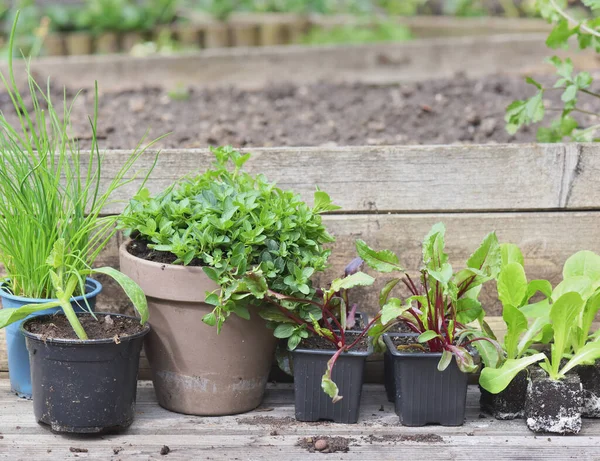 Mudas Vegetais Planta Aromática Com Uma Prancha Jardim — Fotografia de Stock