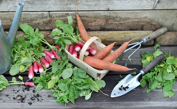 在小篮子里放新鲜的胡萝卜和萝卜 叶子切碎 放在有铲子的木板上 放在花园里 — 图库照片