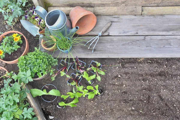 左側に植物の苗と芳香植物が配置され土壌の背景に空のスペースがあります — ストック写真