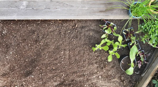 Sebze fidelerinin ve aromatik bitkilerin üst görünümü sağ tarafta, toprak arka planında boş alan var. 