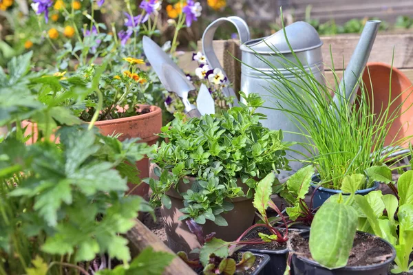 Oregano Antara Bibit Sayuran Dan Tanaman Aromatik Dengan Peralatan Berkebun — Stok Foto