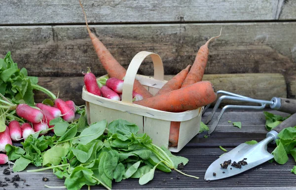 Fresh Carrots Radishes Little Basket Leaf Cut Put Plank Shovel — Stock Photo, Image