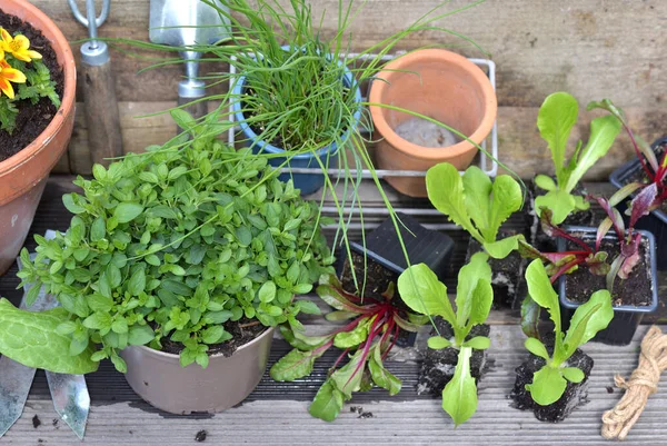 Bibit Sayuran Dan Tanaman Aromatik Dengan Peralatan Berkebun Atas Papan — Stok Foto