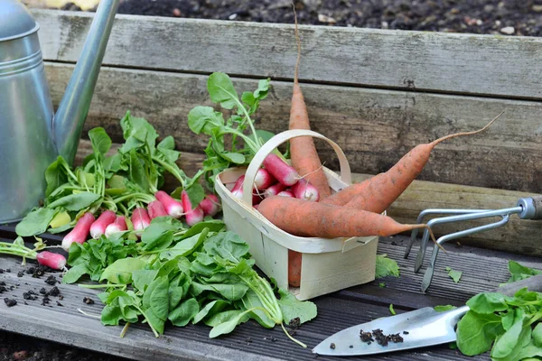 Fresh Carrots Radishes Little Basket Leaf Cut Put Plank Shovel — Stock Photo, Image