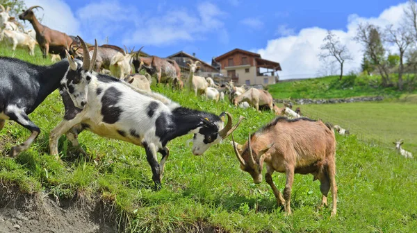 高山の牧草地で戦うヤギたち — ストック写真