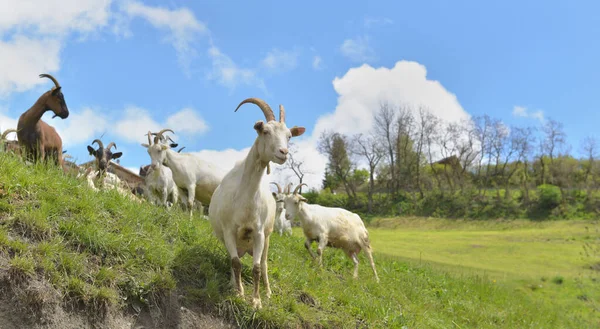 Beyaz Keçi Sürüsü Alp Dağları Ndaki Çayırlarda Kamera Arıyor — Stok fotoğraf