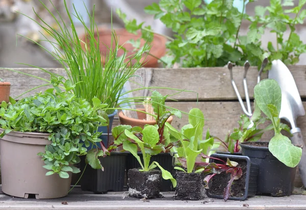 Bahçe Tezgahında Bahçe Malzemesi Olan Sebze Tohumları Aromatik Bitkiler — Stok fotoğraf