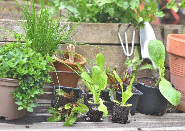 Mudas Vegetais Planta Aromática Com Equipamento Jardinagem Uma Prancha Pequeno — Fotografia de Stock