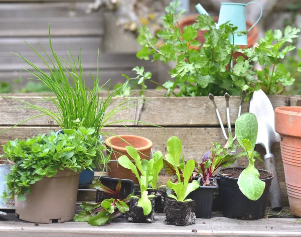 Bibit Sayuran Dan Tanaman Aromatik Dengan Peralatan Berkebun Atas Papan — Stok Foto