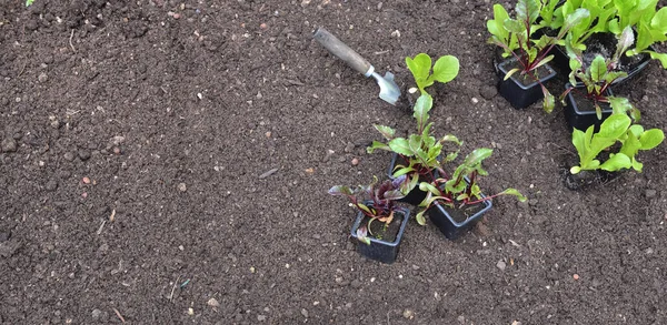 Planta Cultivada Sementes Alface Beterraba Pote Posto Solo Jardim Com — Fotografia de Stock