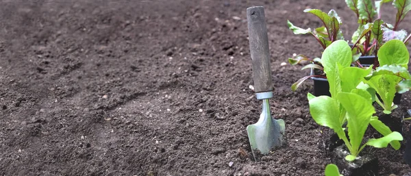 Plantação Solo Próximo Plântula Alface Que Cresce Jardim — Fotografia de Stock