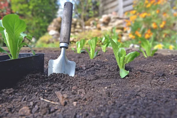 Schep Planten Grond Tuin Naast Zaailing Van Sla Groeien — Stockfoto