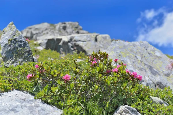 Arbusto Alpino Floreciendo Verano Montaña Rocosa Bajo Cielo Azul —  Fotos de Stock