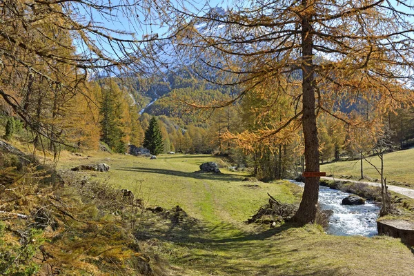 Beautiful Landscape Autumn Alpine Natural Park Yellow Larch Trees River — Stock Photo, Image
