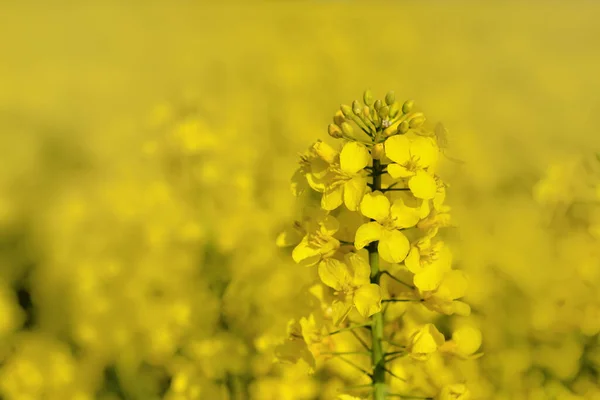 Detailní Záběr Květ Řepkového Semene Rostoucí Pod Žlutým Rozmazaným Pozadím — Stock fotografie