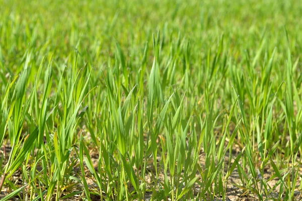 春に畑で育った小麦の若い葉が — ストック写真