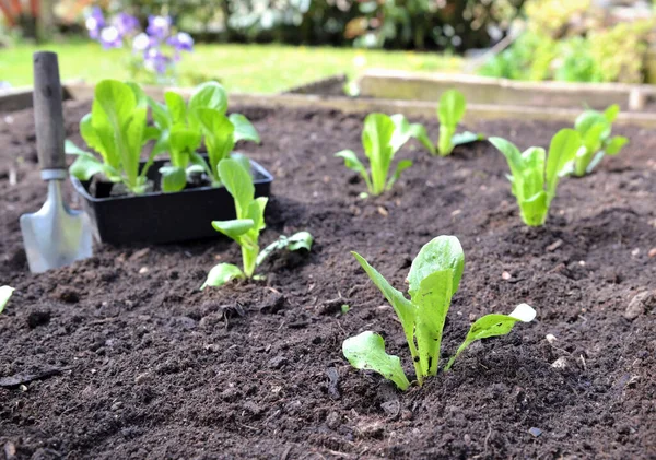 シャベル付きの正方形の庭の土壌で栽培されたレタスの苗 — ストック写真