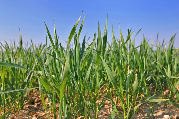 Крупным Планом Молодом Листе Пшеницы Растущем Поле Голубым Небом — стоковое фото