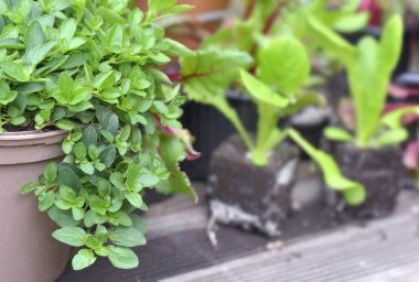 Çiçek saksısında fidanlarla birlikte büyüyen kekik yaprağının üzerinde. 