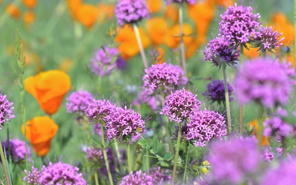 Rosa Blume Eines Zierknoblauchs Der Einem Garten Mit Kalifornischem Mohn — Stockfoto