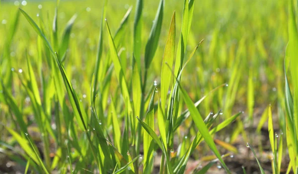 Perto Folha Jovem Trigo Que Cresce Campo Primavera — Fotografia de Stock