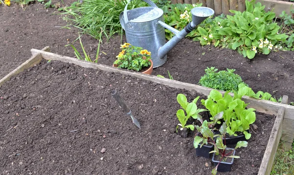 Seedling Lettuce Beet Pot Put Soil Square Garden Planted — Stock Photo, Image