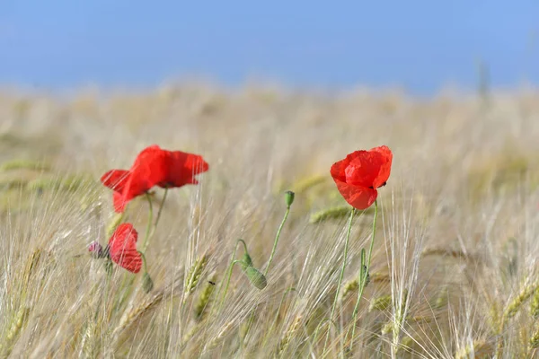 Piękne Czerwone Maki Kwiaty Kwitnące Polu Zbóż Pod Błękitnym Niebem — Zdjęcie stockowe