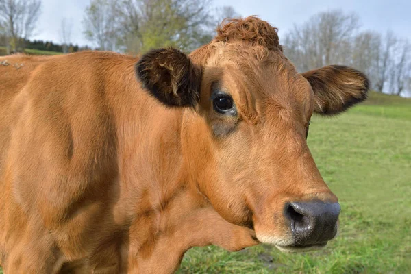 Porträt Einer Alpinen Braunen Kuh Mit Kamera Auf Einer Weide — Stockfoto