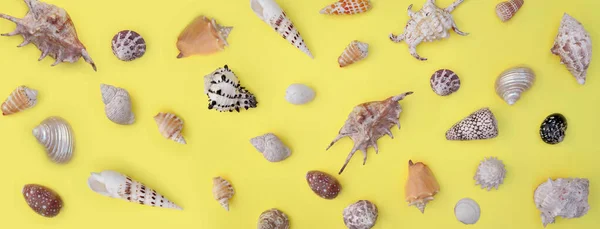 Colección Conchas Marinas Exóticas Dispuestas Sobre Fondo Amarillo Entero —  Fotos de Stock