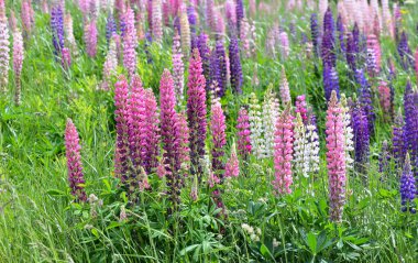  Vahşi renkli lupinler çayırda çiçek açıyor. 