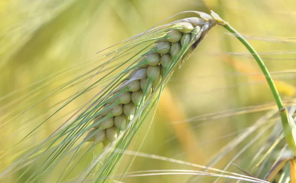 Nahe Der Goldenen Ähre Die Sommer Auf Einem Feld Wächst — Stockfoto