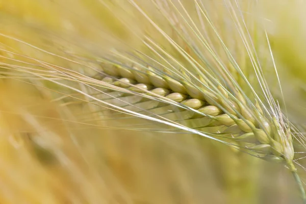夏に畑で育った小麦の黄金の耳の近くに — ストック写真