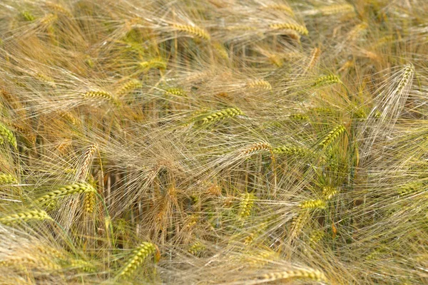 Goldene Ähre Des Weizens Wächst Einem Feld Strukturierten Hintergrund — Stockfoto